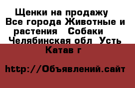 Щенки на продажу - Все города Животные и растения » Собаки   . Челябинская обл.,Усть-Катав г.